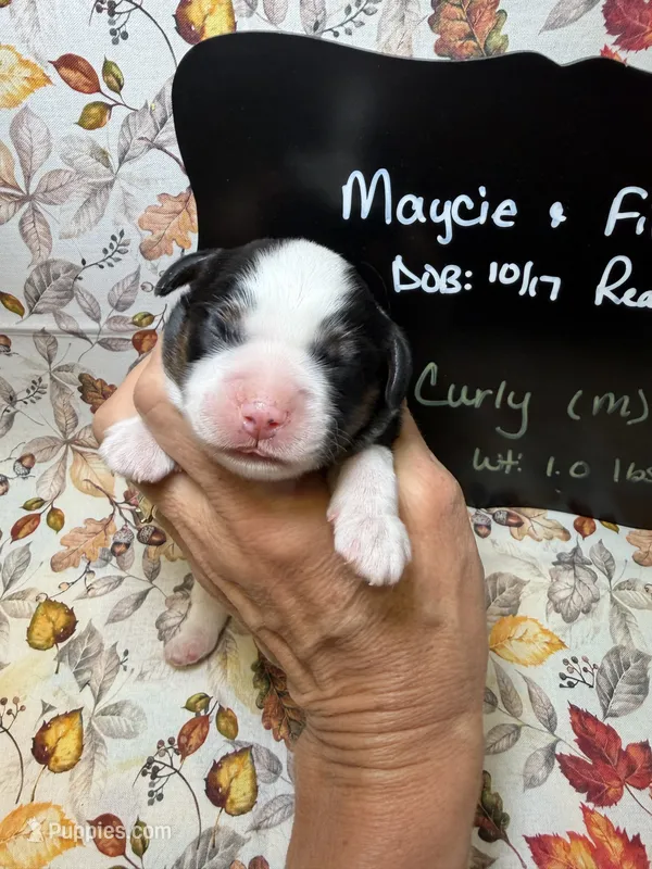 Curly – Aussalier puppy for sale in Kandiyohi, MN