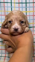 Violet, a female Cavapoo for sale in Kandiyohi, MN – 2 of 4