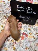 Amelia, a female Cavalier King Charles Spaniel for sale in Kandiyohi, MN – 5 of 5