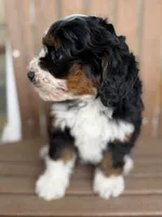 Cookie, a female Bernedoodle and Miniature Bernedoodle for sale in Kandiyohi, MN – 4 of 5