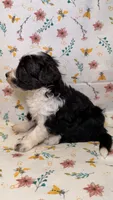 Snickers, a male Bordoodle for sale in Kandiyohi, MN – 2 of 3
