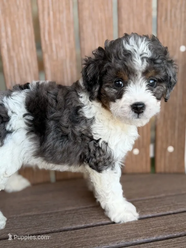 Jack – Bernedoodle, Miniature Bernedoodle puppy for sale in Kandiyohi, MN