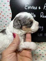 Nutmeg, a female Cavapoo for sale in Kandiyohi, MN – 3 of 5