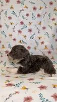 Hi Chew-Blue eyes, a male Bordoodle for sale in Kandiyohi, MN – 2 of 3
