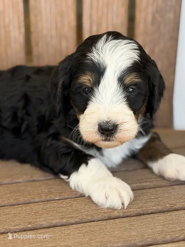 Max – Bernedoodle, Miniature Bernedoodle puppy for sale in Kandiyohi, MN