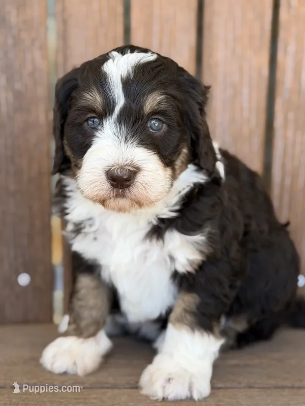Bella – Bernedoodle, Miniature Bernedoodle puppy for sale in Kandiyohi, MN