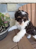 Rocket, a male Bernedoodle and Miniature Bernedoodle for sale in Kandiyohi, MN – 3 of 8