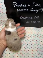 Daphne, a female Aussiedoodle and Miniature Aussiedoodle for sale in Kandiyohi, MN – 4 of 5