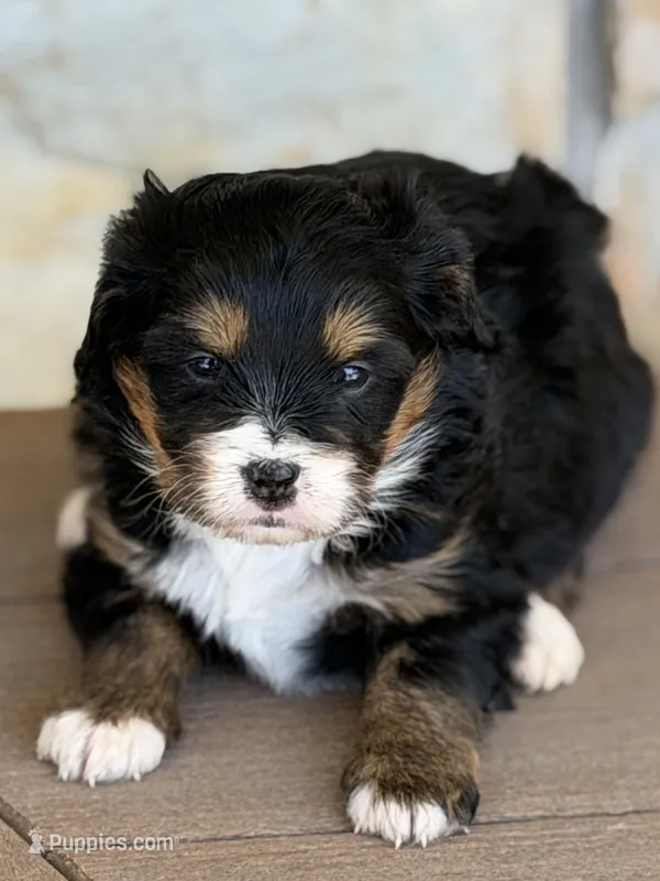 Honey – Miniature Bernedoodle puppy for sale in Kandiyohi, MN
