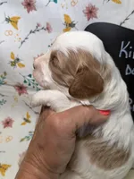 Bridget, a female Cavapoo for sale in Kandiyohi, MN – Photo 2 of 4