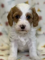 Bridget, a female Cavapoo for sale in Kandiyohi, MN – Photo 3 of 6