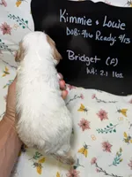 Bridget, a female Cavapoo for sale in Kandiyohi, MN – Photo 4 of 4