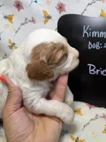 Bridget, a female Cavapoo for sale in Kandiyohi, MN – Photo 3 of 4