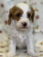 Bridget, a female Cavapoo for sale in Kandiyohi, MN – Photo 2 of 6