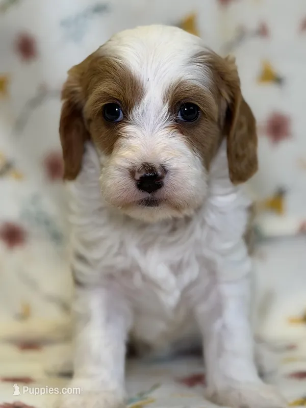 Bridget – Cavapoo puppy for sale in Kandiyohi, MN