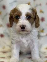 Bridget, a female Cavapoo for sale in Kandiyohi, MN – Photo 1 of 6