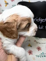 Bridget, a female Cavapoo for sale in Kandiyohi, MN – Photo 5 of 6