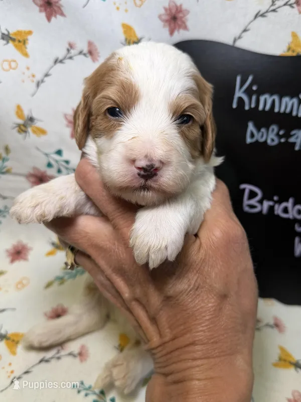 Bridget – Cavapoo puppy for sale in Kandiyohi, MN