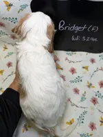 Bridget, a female Cavapoo for sale in Kandiyohi, MN – Photo 6 of 6