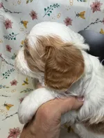 Bridget, a female Cavapoo for sale in Kandiyohi, MN – Photo 4 of 6