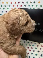 Dallas, a male Poodle - Miniature  and Poodle - Standard  for sale in Kandiyohi, MN – 2 of 4