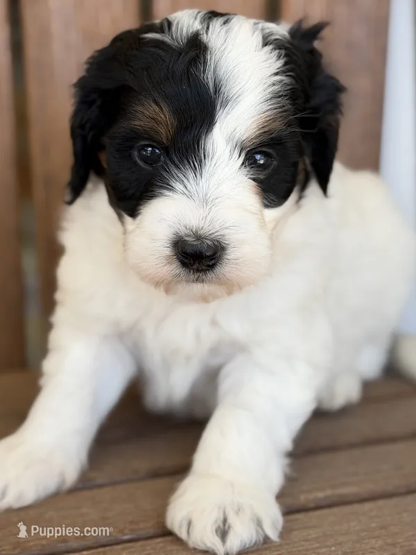Olaf – Bernedoodle, Miniature Bernedoodle puppy for sale in Kandiyohi, MN