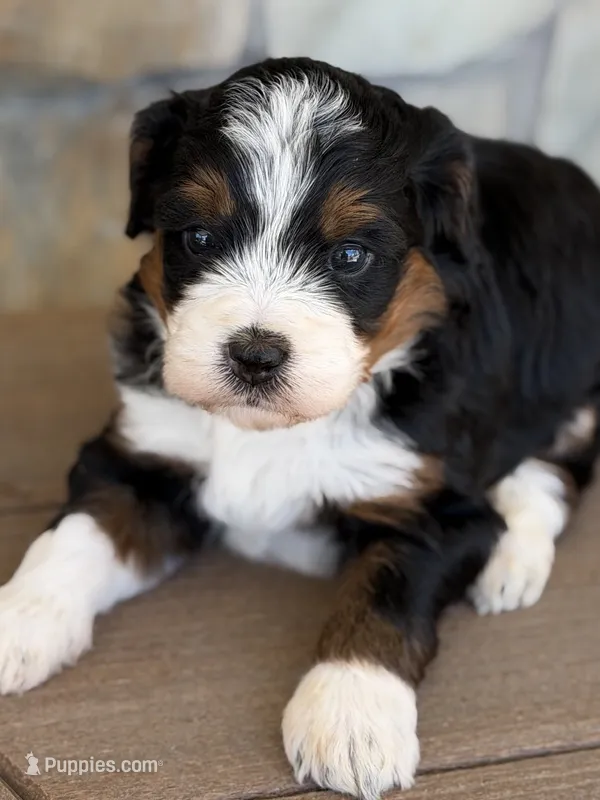 Cookie – Bernedoodle, Miniature Bernedoodle puppy for sale in Kandiyohi, MN