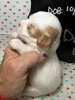 Dill, a male Cavapoo for sale in Kandiyohi, MN – 3 of 5