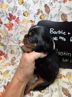Austin, a male Cavalier King Charles Spaniel for sale in Kandiyohi, MN – 3 of 5