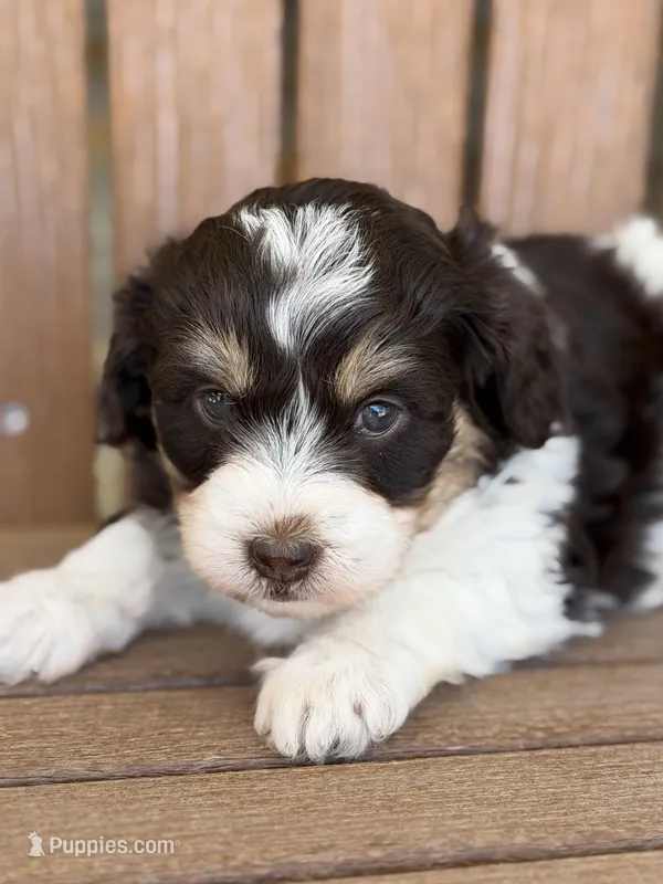 Nala – Bernedoodle, Miniature Bernedoodle puppy for sale in Kandiyohi, MN