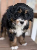 Honey, a female Miniature Bernedoodle for sale in Kandiyohi, MN – 3 of 5