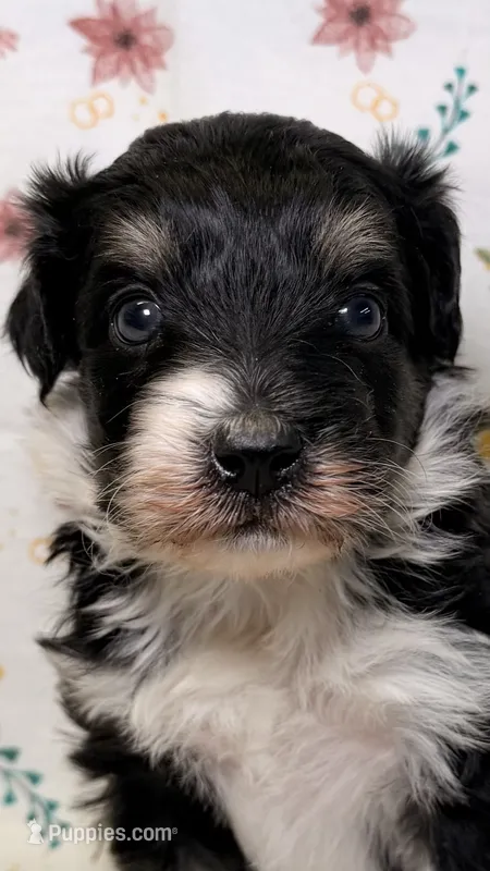 Twix – Bordoodle puppy for sale in Kandiyohi, MN