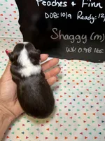 Shaggy, a male Aussiedoodle and Miniature Aussiedoodle for sale in Kandiyohi, MN – 4 of 5