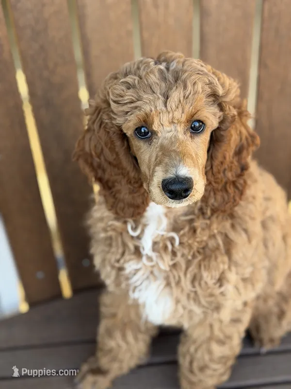 Brooklyn-Moyen – Poodle - Miniature  puppy for sale in Kandiyohi, MN