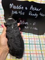 Olive, a female Bernedoodle and Miniature Bernedoodle for sale in Kandiyohi, MN – Photo 5 of 5