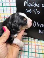 Olive, a female Bernedoodle and Miniature Bernedoodle for sale in Kandiyohi, MN – Photo 2 of 5