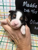 Olive, a female Bernedoodle and Miniature Bernedoodle for sale in Kandiyohi, MN – Photo 1 of 5