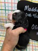 Olive, a female Bernedoodle and Miniature Bernedoodle for sale in Kandiyohi, MN – Photo 3 of 5