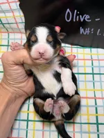 Olive, a female Bernedoodle and Miniature Bernedoodle for sale in Kandiyohi, MN – Photo 4 of 5