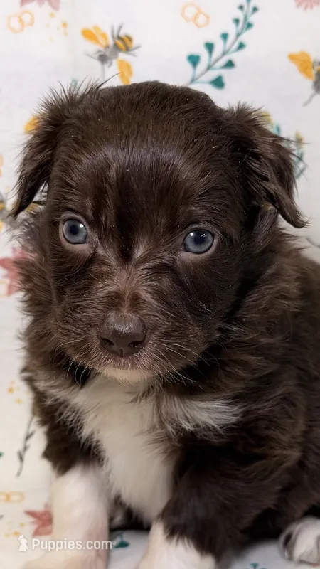 Kit Kat – Bordoodle puppy for sale in Kandiyohi, MN