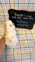 Anthony, a male Cavapoo for sale in Kandiyohi, MN – 4 of 4