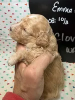Clove, a male Cavapoo for sale in Kandiyohi, MN – 2 of 5