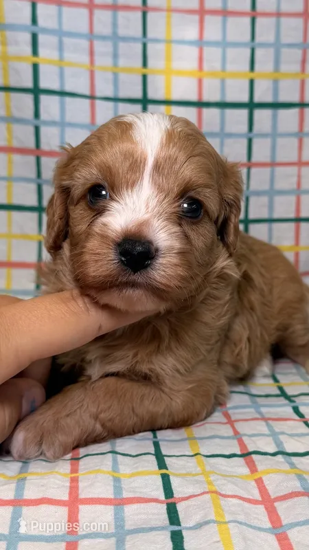 Kate – Cavapoo puppy for sale in Kandiyohi, MN