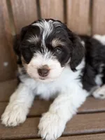 Nala, a female Bernedoodle and Miniature Bernedoodle for sale in Kandiyohi, MN – 4 of 8