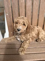 Brooklyn-Moyen, a female Poodle - Miniature  for sale in Kandiyohi, MN – 7 of 7