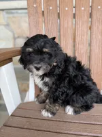 Peach, a female Bernedoodle and Miniature Bernedoodle for sale in Kandiyohi, MN – 5 of 8