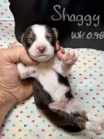 Shaggy, a male Aussiedoodle and Miniature Aussiedoodle for sale in Kandiyohi, MN – 5 of 5