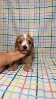 Kate, a female Cavapoo for sale in Kandiyohi, MN – 4 of 5