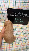 Eloise, a female Cavapoo for sale in Kandiyohi, MN – 4 of 4