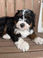 Cookie, a female Bernedoodle and Miniature Bernedoodle for sale in Kandiyohi, MN – 5 of 5